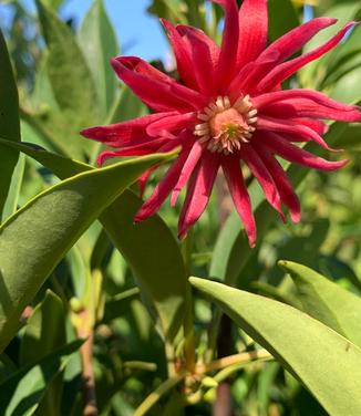 Illicium x Woodland Ruby