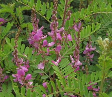 Indigofera amblyantha - Indigo