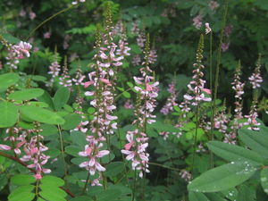 ndigofera amblyantha - Indigo (@ Rutgers Gardens)