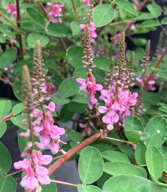 Indigofera amblyantha - Indigo