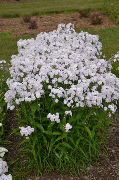 Phlox x Fashionably 'Early Crystal' (Walters)