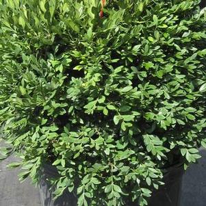 Buxus x Green Gem