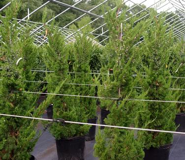 Juniperus chinensis Torulosa