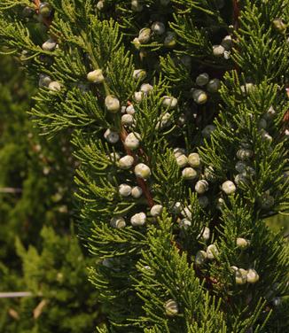 Juniperus chinensis Torulosa