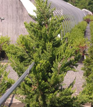 Juniperus chinensis Torulosa