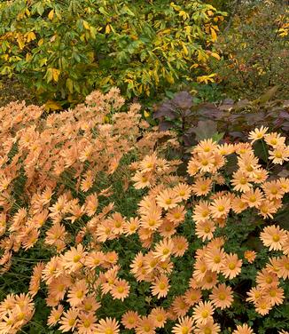 Chrysanthemum 'Rustic Glow'