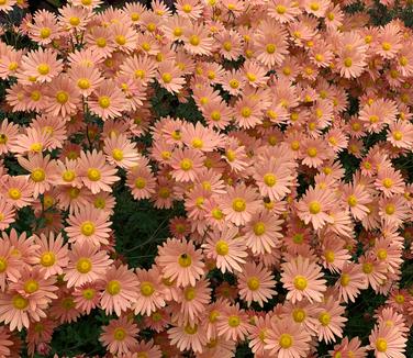Chrysanthemum 'Rustic Glow'