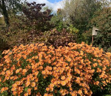 Chrysanthemum 'Rustic Glow' - Hardy Mum from Pleasant Run Nursery