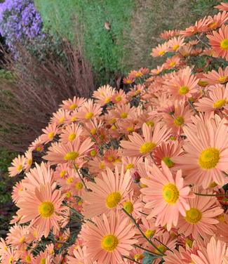 Chrysanthemum 'Rustic Glow' - Hardy Mum from Pleasant Run Nursery