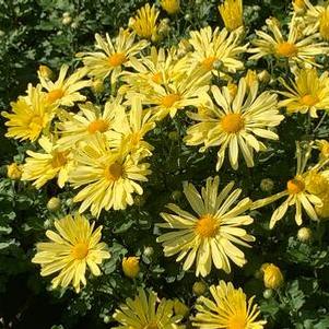 Chrysanthemum Mammoth™ 'Yellow Quill'