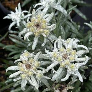 Leontopodium alpinium Blossom of Snow