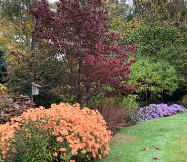 Chrysanthemum 'Rustic Glow' - Hardy Mum from Pleasant Run Nursery