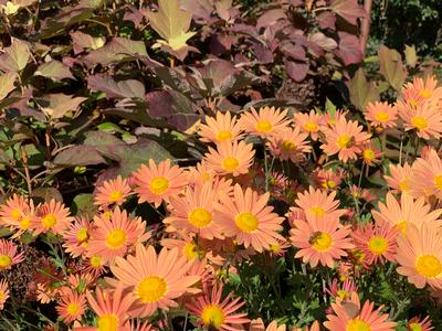 Chrysanthemum Rustic Glow