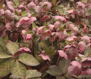 Helleborus x 'Frostkiss? Pippa's Purple?' - Lenten Rose from Pleasant Run Nursery