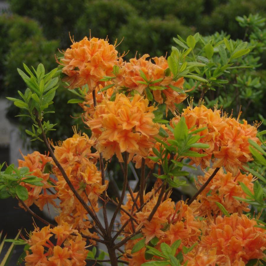 Rhododendron x calendulaceum 'Tangerine Delight'