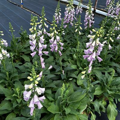 Digitalis purpurea Camelot Lavender