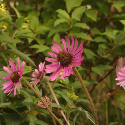 Echinacea tennesseensis Rocky Top