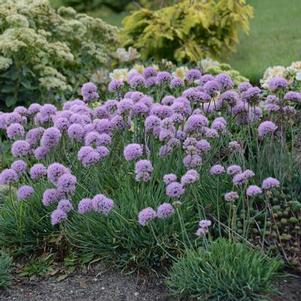 Allium senescens Blue Eddy