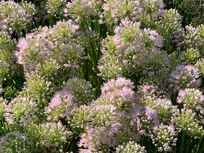 Allium x 'In Orbit' - Ornamental Onion from Pleasant Run Nursery