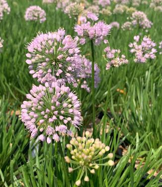 Allium x 'In Orbit' - Ornamental Onion from Pleasant Run Nursery