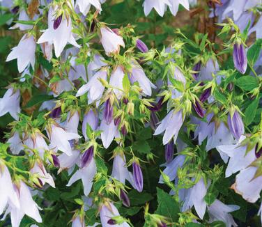 Campanula x 'Iridescent Bells' (Rijnbeek)