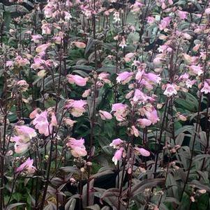 Penstemon digitalis Blackbeard