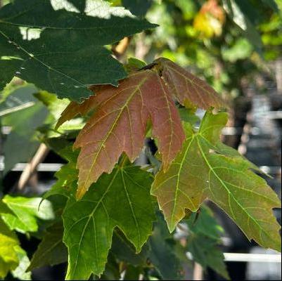 Acer rubrum Red Sunset