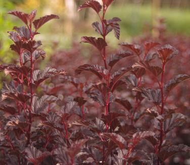 Physocarpus opulifolius Summer Wine 'Black'