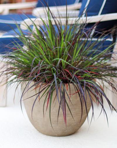 Andropogon gerardii Blackhawks (Emerald Coast)