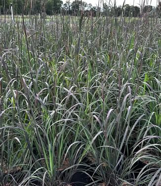 Andropogon gerardii 'Blackhawks' - Big Bluestem from Pleasant Run Nursery