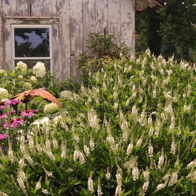 Clethra alnifolia Compacta