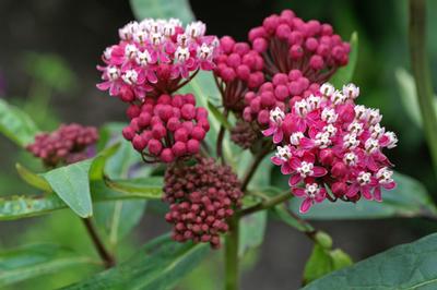 Asclepias incarnata 'Soulmate' - Swamp Milkweed from Pleasant Run Nursery