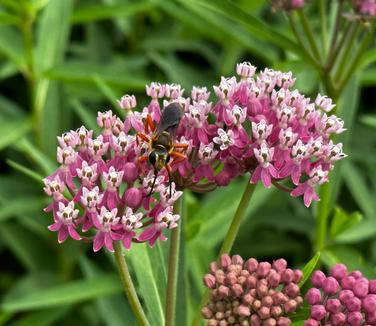 Asclepias incarnata 'Soulmate' - Swamp Milkweed from Pleasant Run Nursery