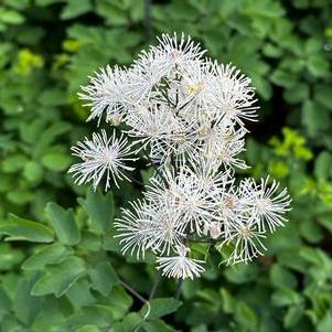 Thalictrum aquilegifolium NIMBUS™ 'White'