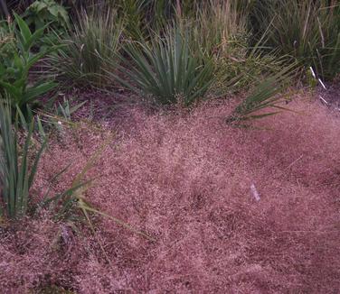 Eragrostis spectabilis