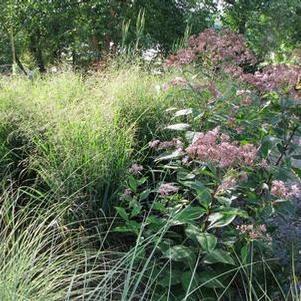 Panicum virgatum Summer Sunrise