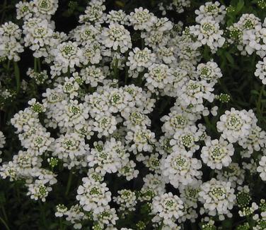 Iberis sempervirens 'Snowflake'