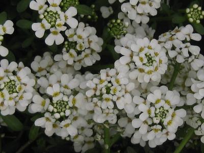 Iberis sempervirens 'Snowflake'