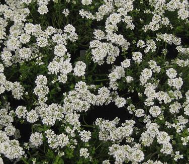 Iberis sempervirens 'Snowflake'