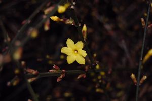 Jasminum nudiflorum