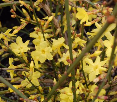 Jasminum nudiflorum 