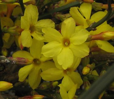 Jasminum nudiflorum - Winter Jasmine