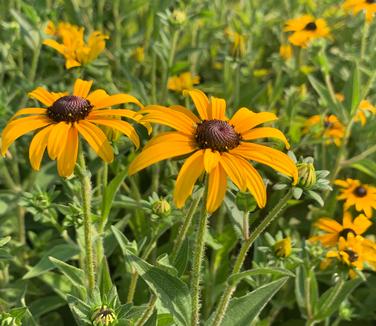 Rudbeckia fulgida var. deamii - Sweet Black-Eyed Susan from Pleasant Run Nursery