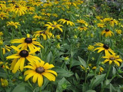 Rudbeckia fulgida var. deamii 