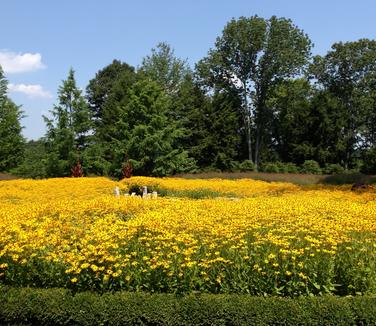 Rudbeckia fulgida var. deamii (Photo: Kuczo)