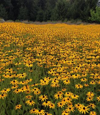 Rudbeckia fulgida var. deamii (Photo: Kuczo)