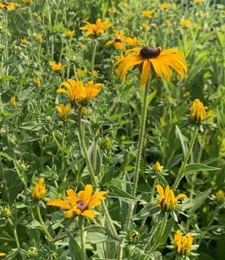 Rudbeckia fulgida var. deamii - Sweet Black-Eyed Susan from Pleasant Run Nursery