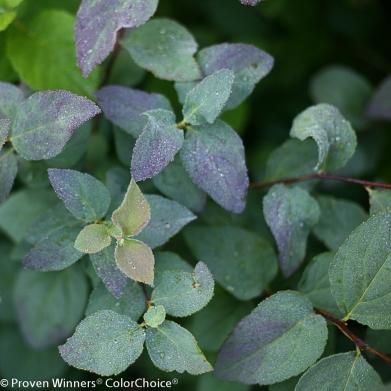 Spiraea media Double Play Blue Kazoo (Spring Meadow)