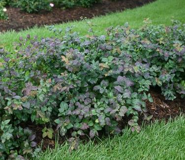 Spiraea media Double Play Blue Kazoo (Spring Meadow)