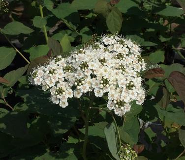 Spiraea media Double Play Blue Kazoo